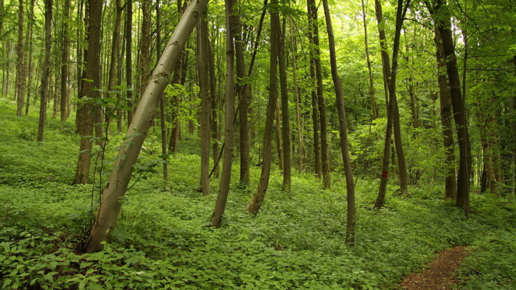 Mineral forest spring